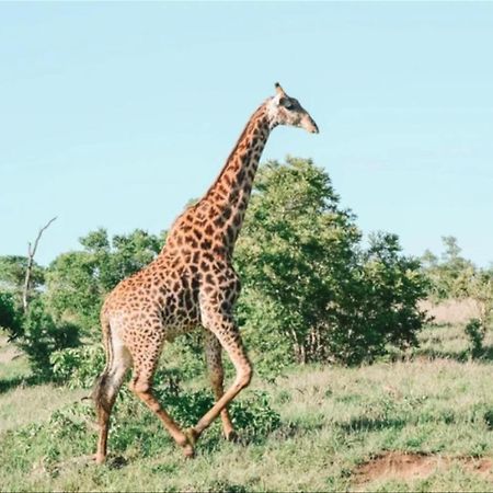 Honeyguide Tented Safari Camps - Mantobeni Manyeleti Game Reserve Εξωτερικό φωτογραφία